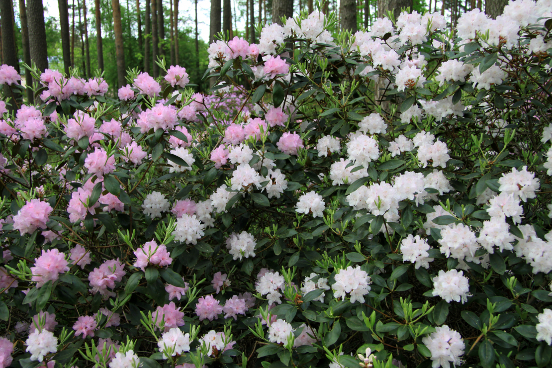 Ziedoši 'Karolīnas' šķirnes rododendri.