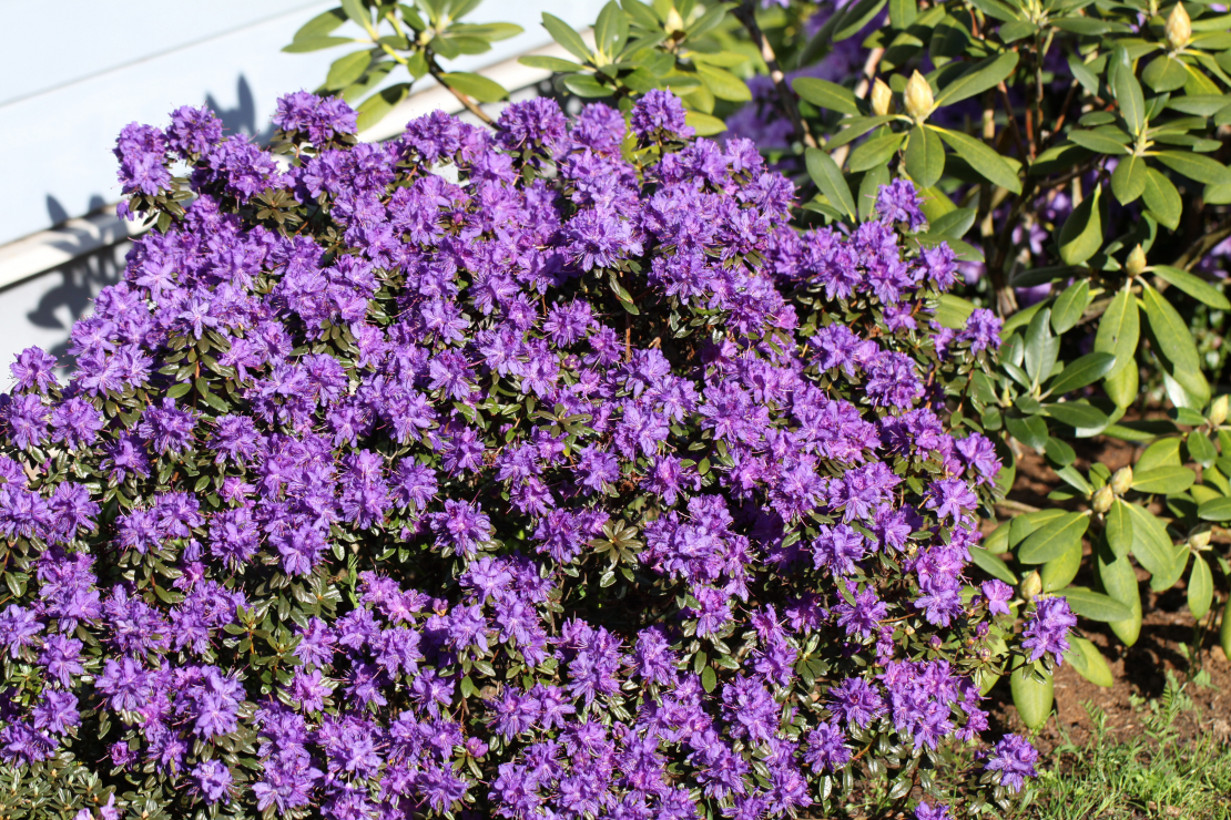 Kupli ziedošs šķirnes  'Azurika' krūms.