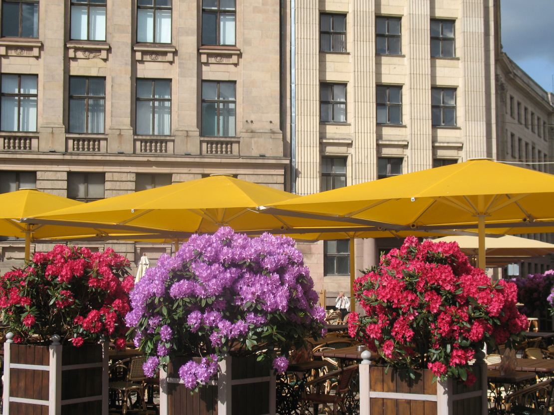 Rododendri koka kastēs Doma laukumā Vecrīgā.