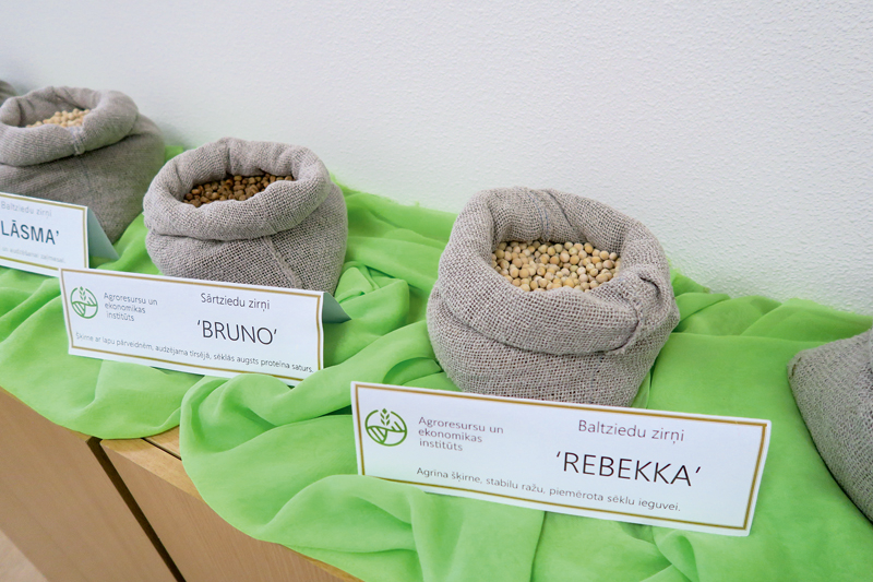 Priekuļos izveidotās zirņu šķirnes 'Rebekka', 'Bruno' un 'Lāsma'.