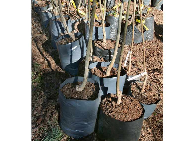 Stādi gatavi pārdošanai.