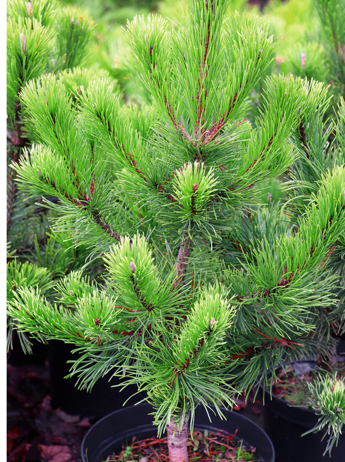 2. Kalnu priede (Pinus mugo) ‘Pal Maleter’