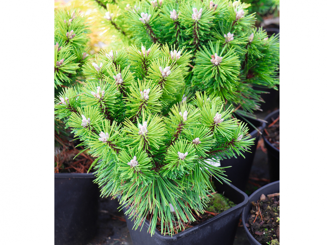 8. Kalnu priede (Pinus mugo) ‘Benjamin’