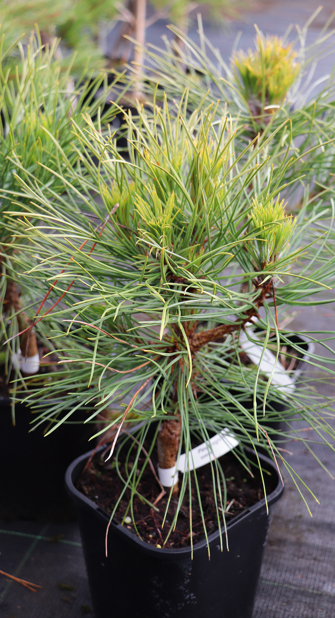 1. Melnā priede (Pinus nigra) ‘Spielberg’