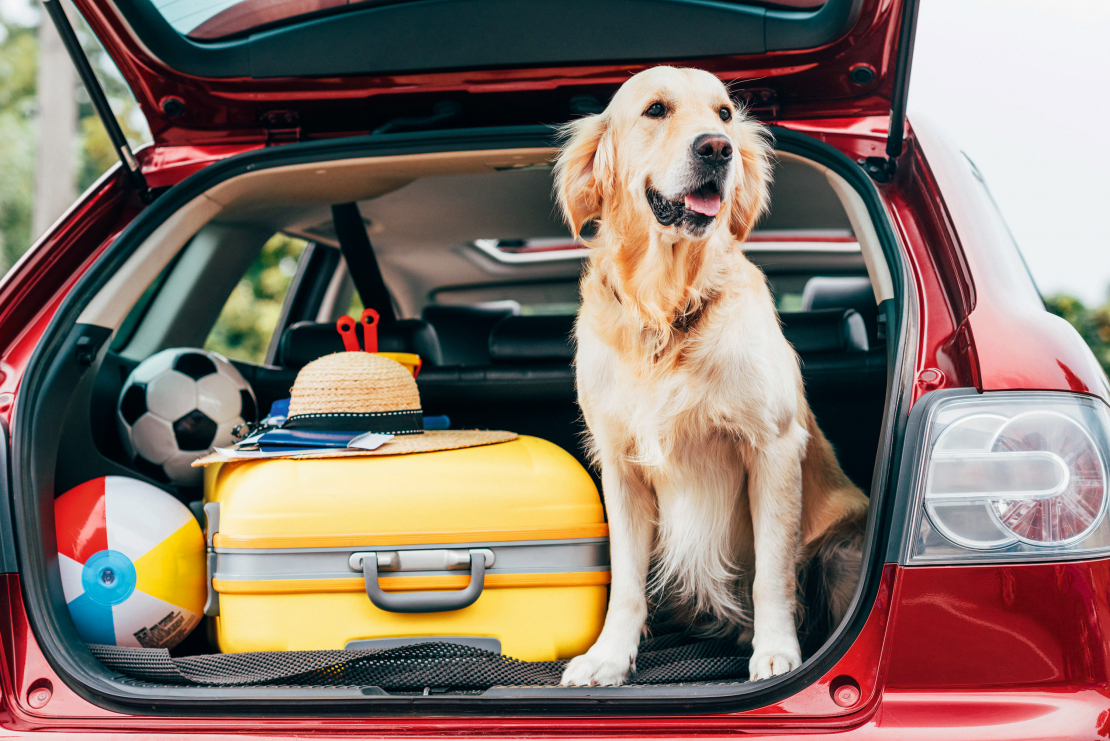 Par suņa un pašu drošību rūpējas, arī dodoties ceļojumā. 