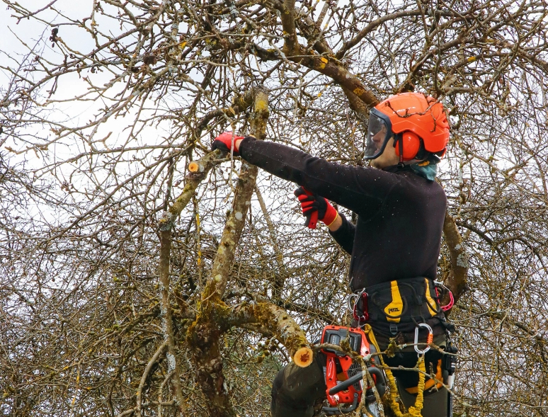 Arboristiem, ir svarīga ne tikai paša koka veselība, bet arī mikroorganismu saglabāšana, kas palīdz visai mikroflorai dzīvot.