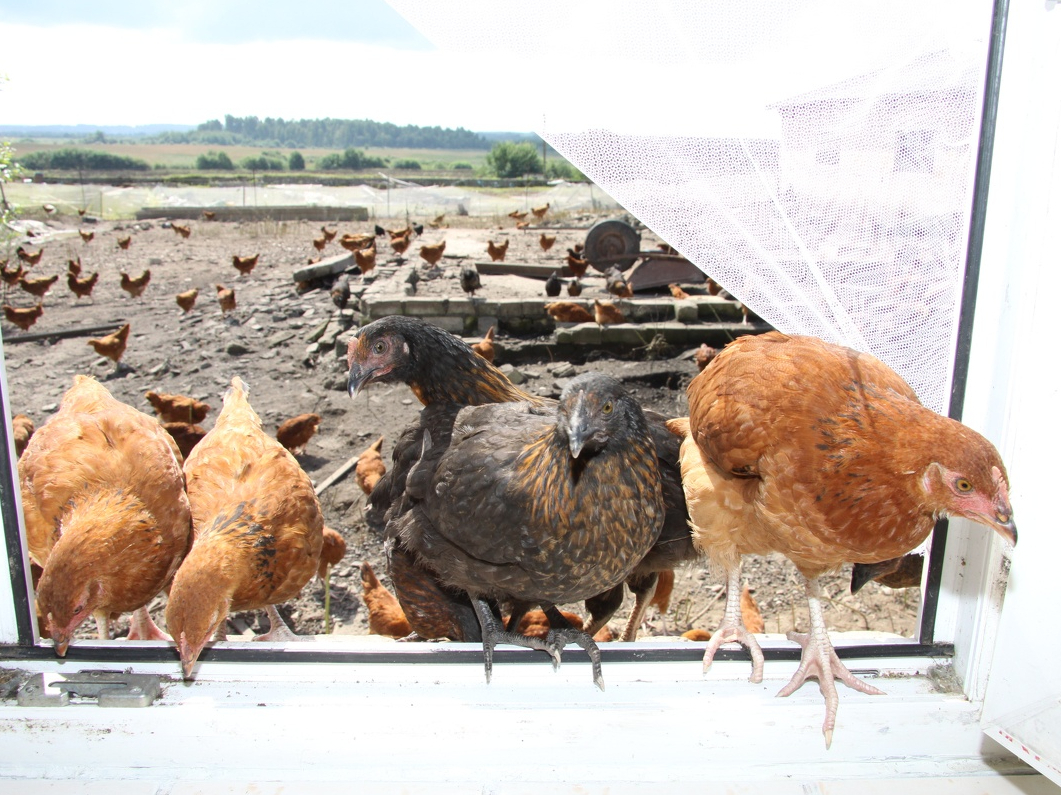 Vistas. Ilustratīvs attēls.