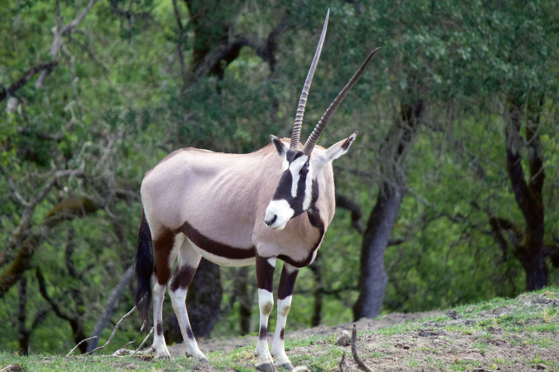 Dienvidāfrikas orikss.