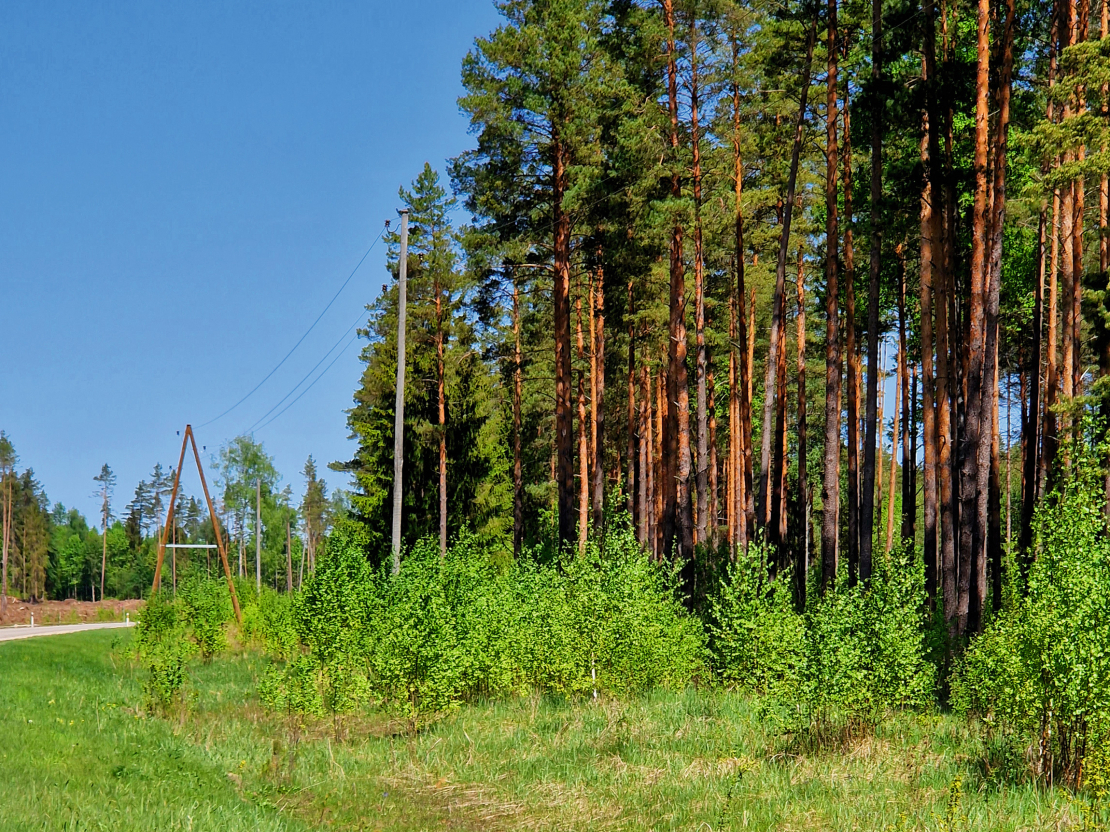 Meijas droši var meklēt, piemēram, zem elektrolīnijām.