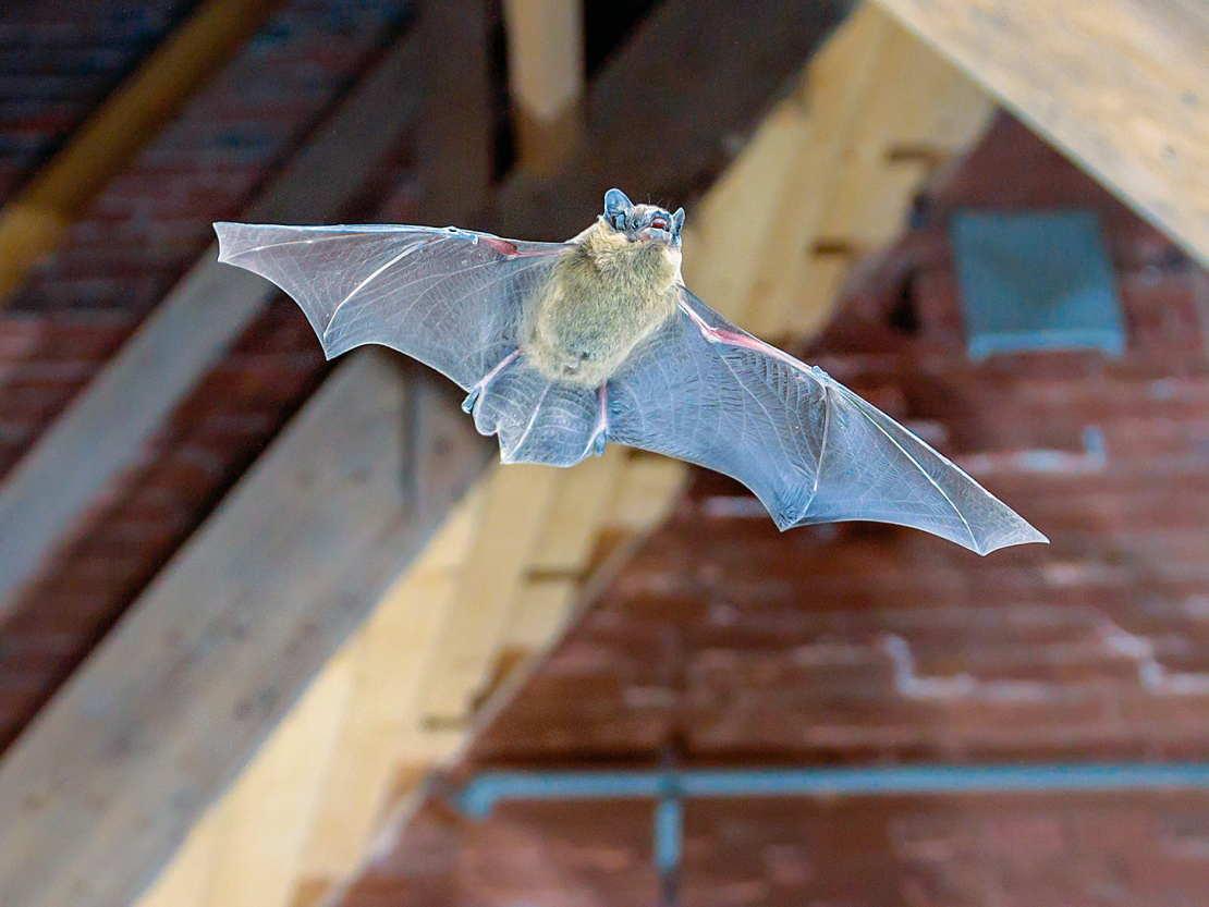 Sikspārņi bieži vien iemitinās māju bēniņos.