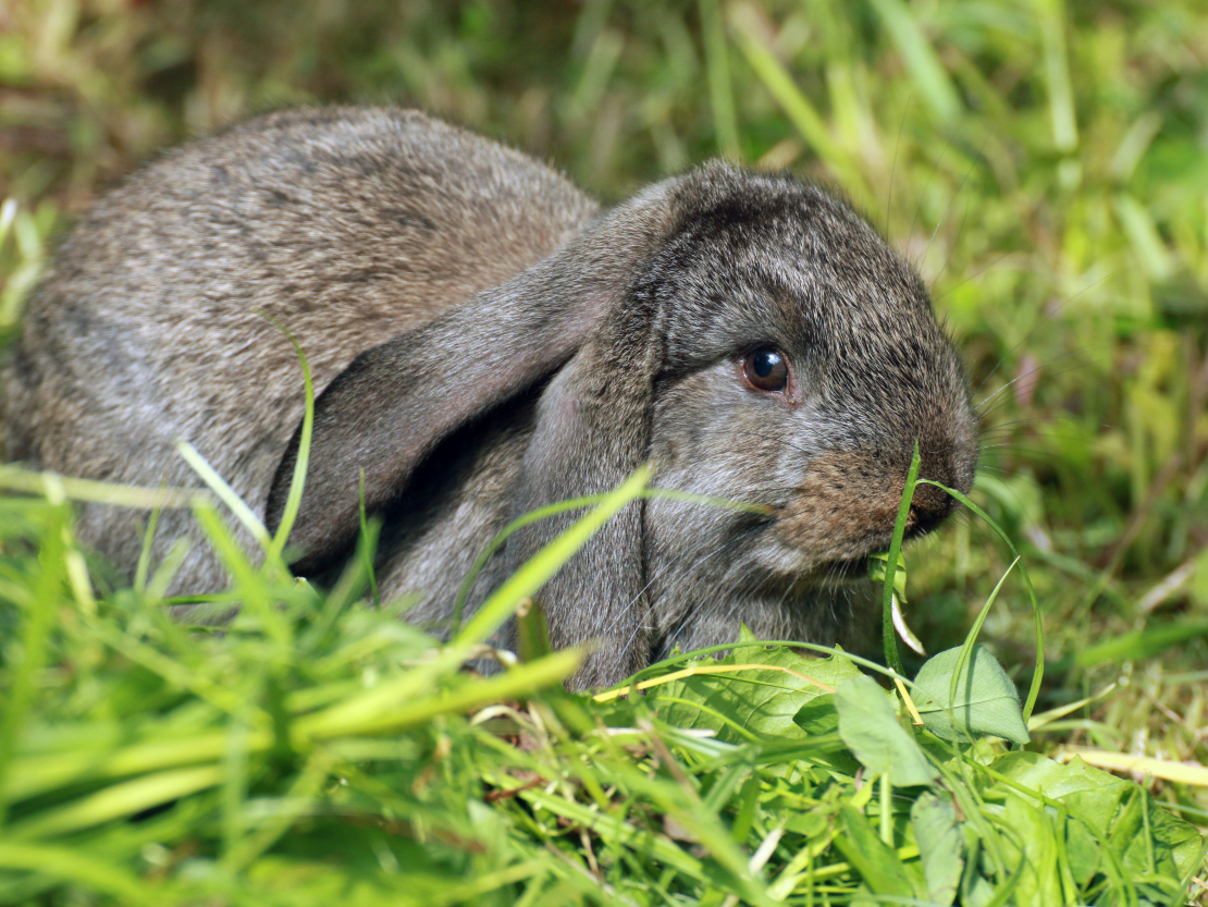 Nodarboties ar truškopību ir izdevīgi, bet, lai varētu nopietni pelnīt, jāveido palielas fermas un jāizmanto speciālā granulētā barība.
