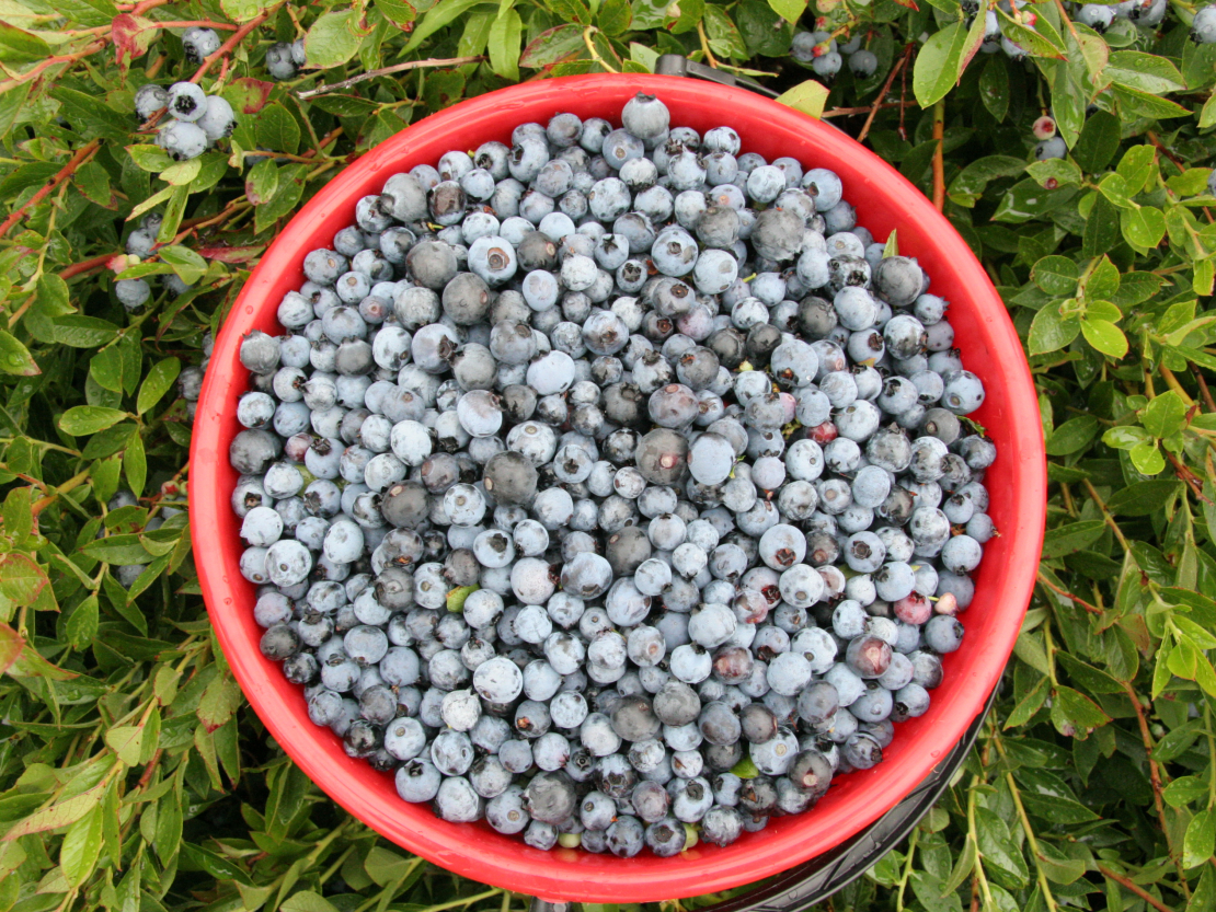 Krūmellenes.