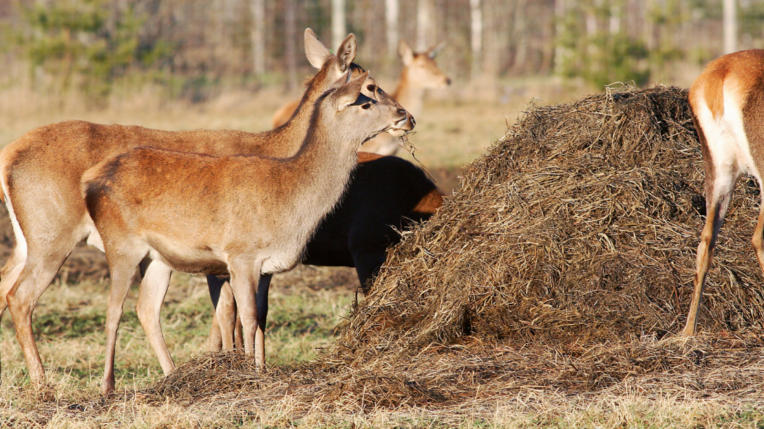 Medījamo dzīvnieku piebarošana.