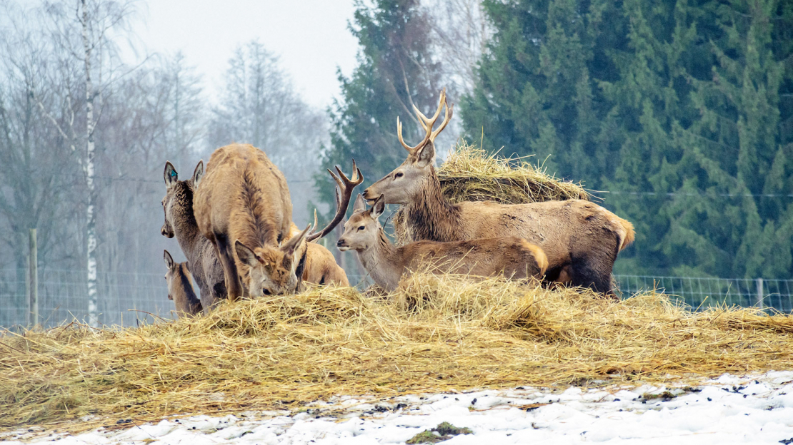 Medījamo dzīvnieku piebarošana.