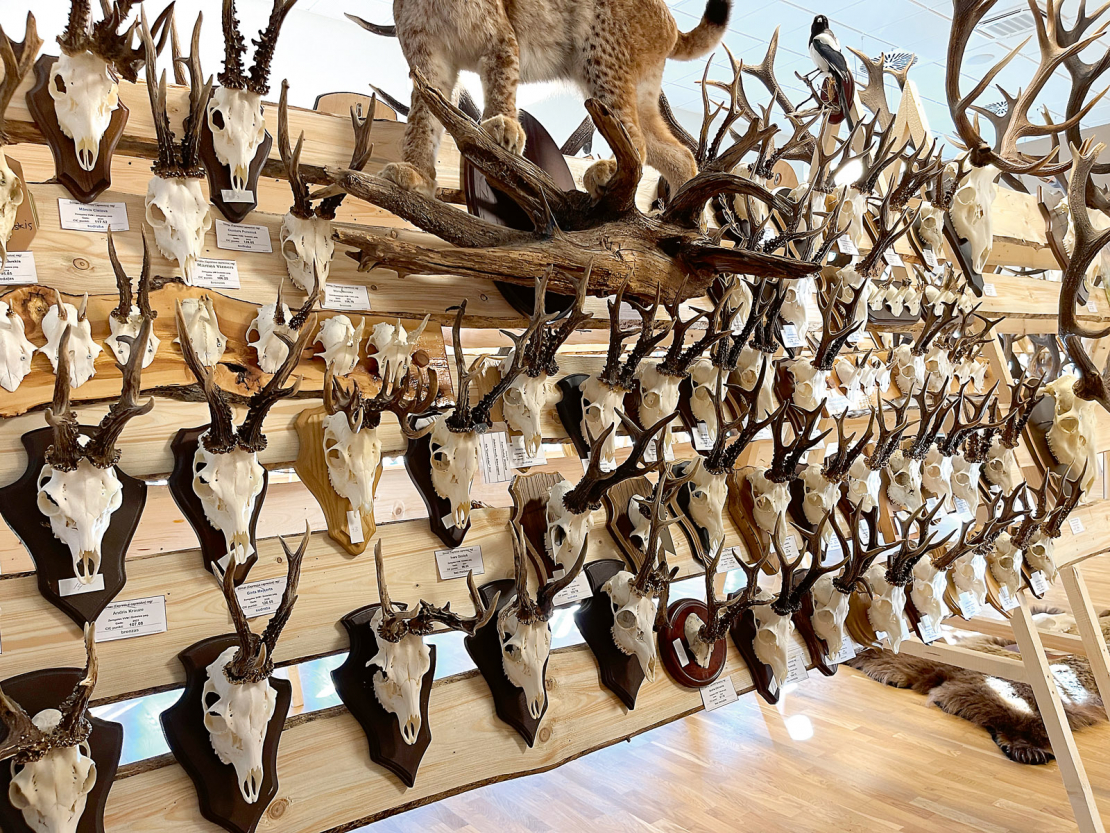 Trofeju izstāde Dobelē. Reģionā, kur ir daudz stirnu, novērtēto trofeju skaits, salīdzinot ar staltbriedi, bija neliels.