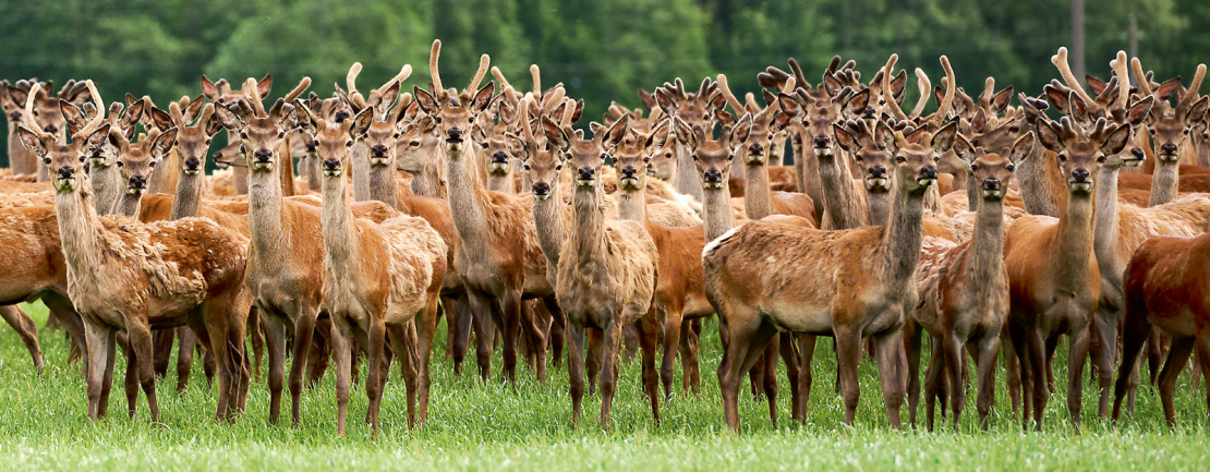Medījamo dzīvnieku populāciju kontrole.