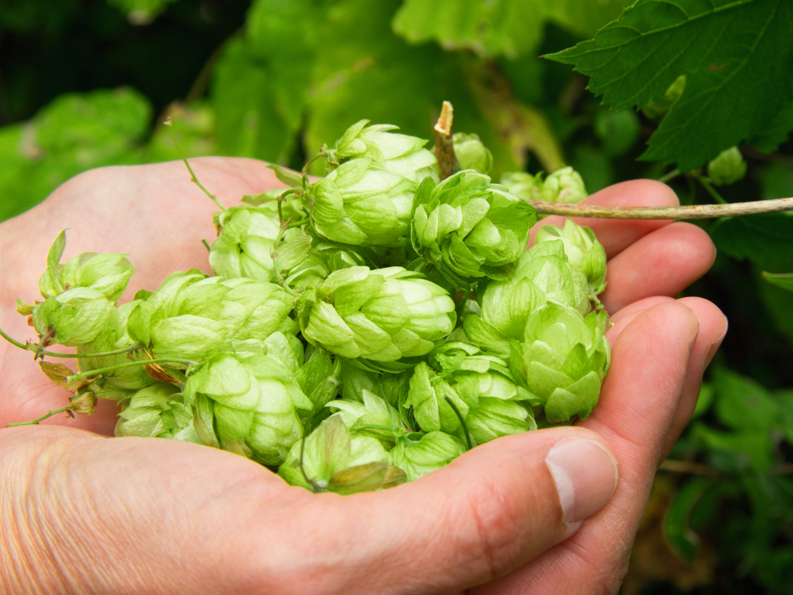 Tautas medicīnā apiņa rogas lieto nervu sistēmas, sirds un gremošanas orgānu darbības traucējumu novēršanai, arī ādas slimību ārstēšanai