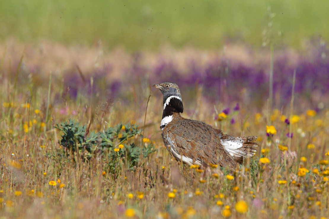 Mazā sīga Spānijā.