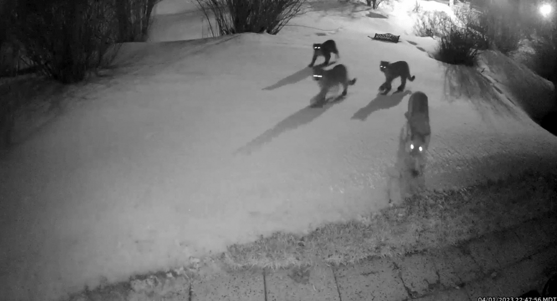 Ekrānuzņēmums no ārdurvju kameras videoklipa – pa pagalmu pstaigājas pumas.