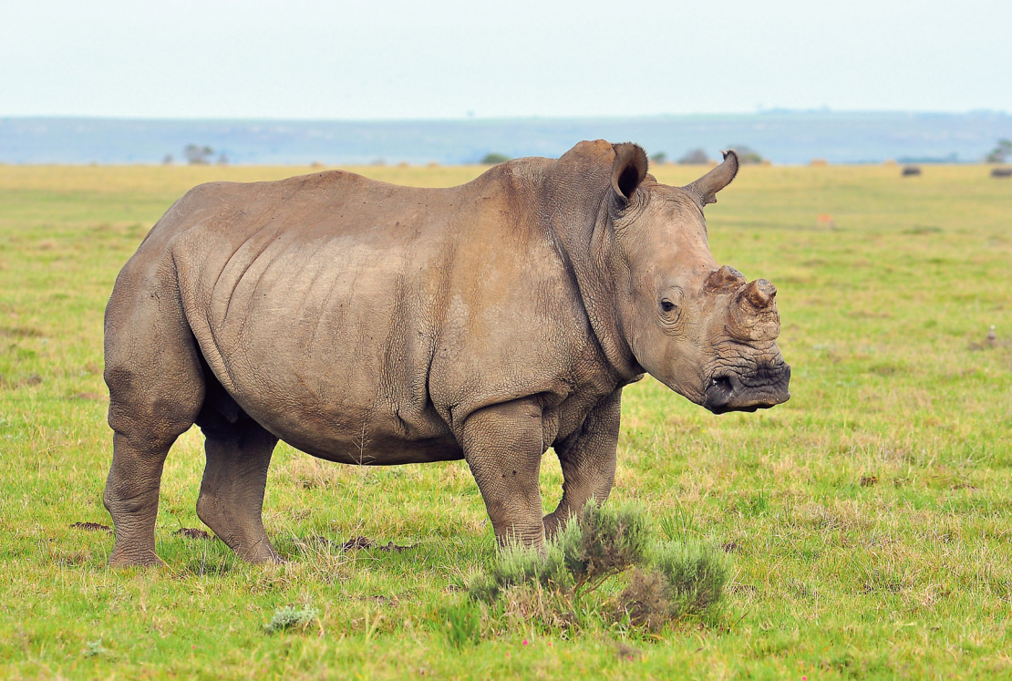 Hjūma saimniecībā mītošajiem degunradžiem rags tiek saudzīgi apzāģēts, tā
padarot dzīvnieku neinteresantu malumedniekiem.