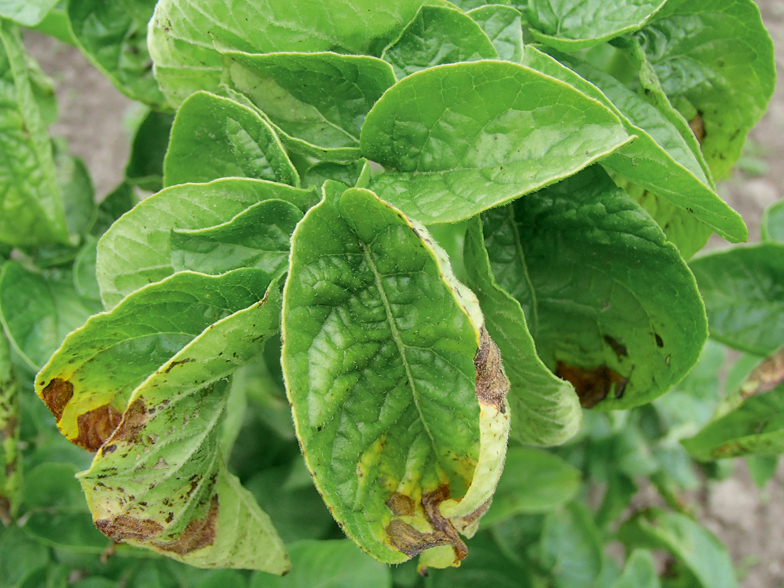 Kartupeļu lapu sausplankumainība.