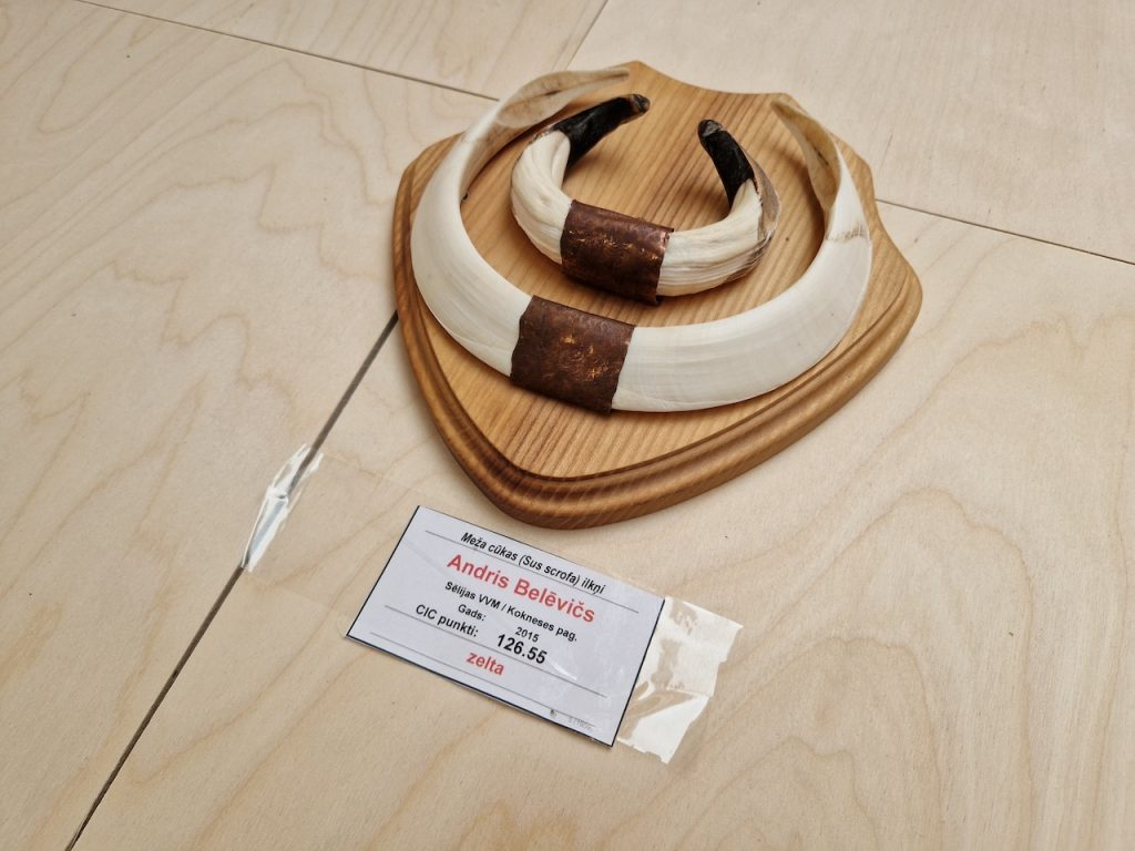Aizkraukles novada medību trofeju izstādē.