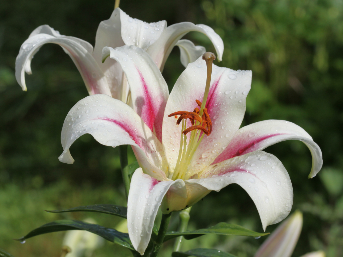 Lilijas.