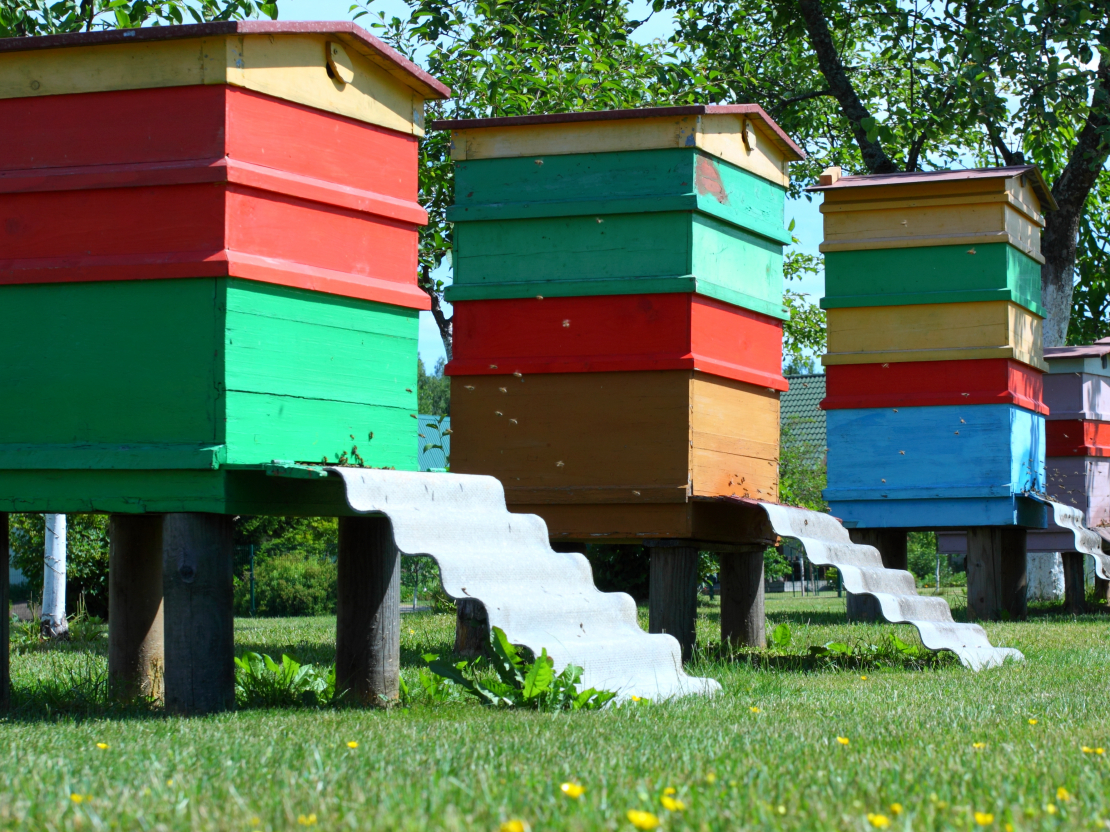 Par bišu stropu pārvietošanu uz vasaras ganībām turpmāk būs jāziņo Lauksaimniecības  datu centram.