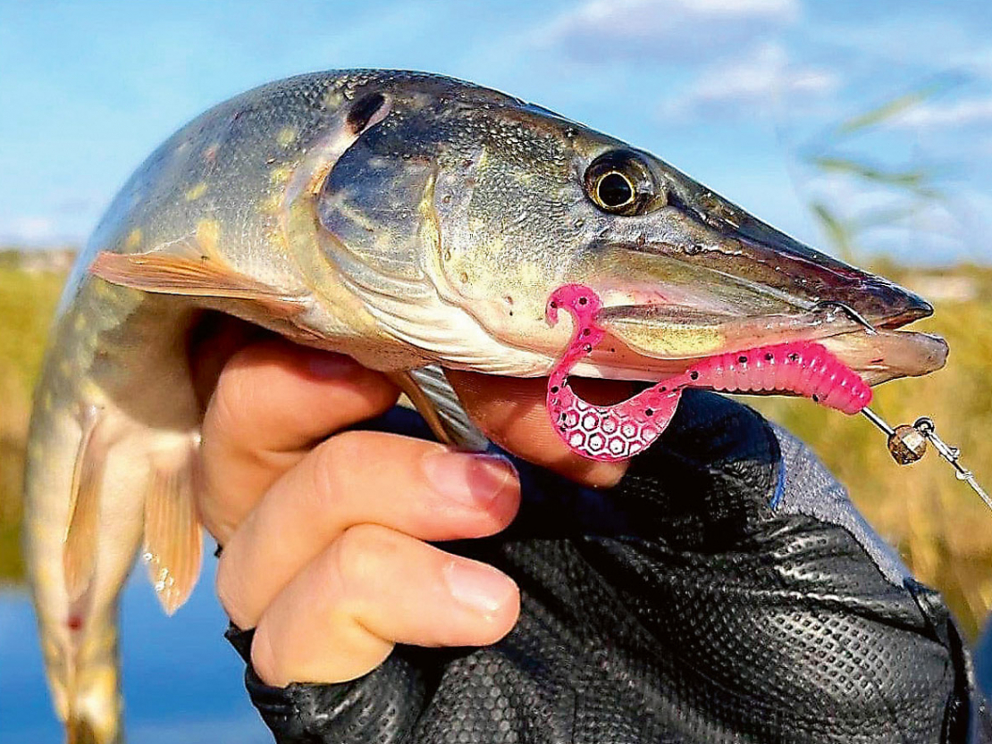 Kā tikt pie zobainās skaistules ar "Esma Fishing".