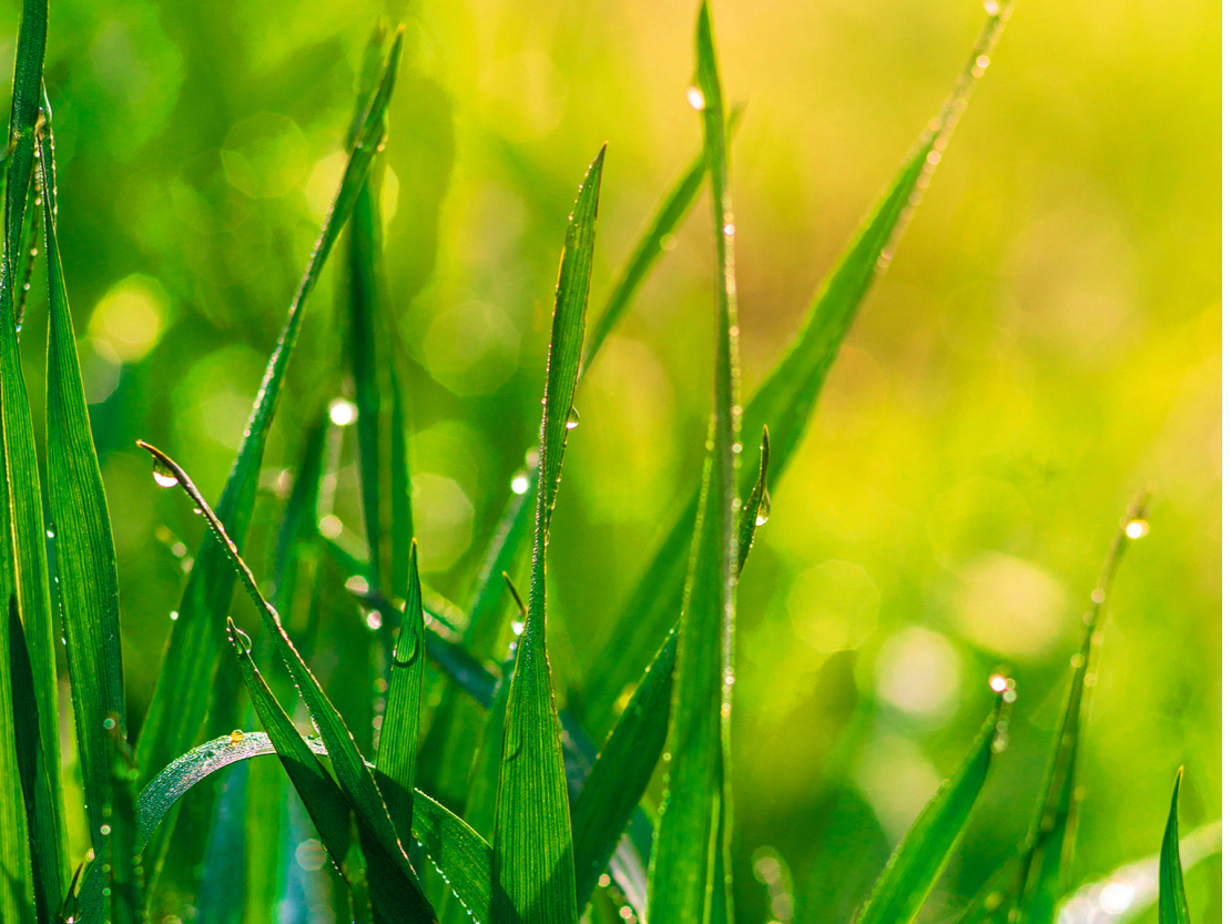 Vārpatas preparāti uzmundrina, stimulē sirdsdarbību, nedaudz paaugstina asinsspiedienu, mazina galvassāpes