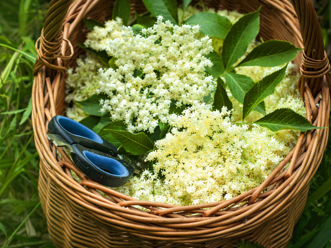 Tautas medicīna un zinātnieki atzīst, ka melnais plūškoks ārstē astmu, stiprina imunitāti, palīdz pret mainīgo gripas vīrusu, saaukstēšanos, bronhītu un citām kaitēm.