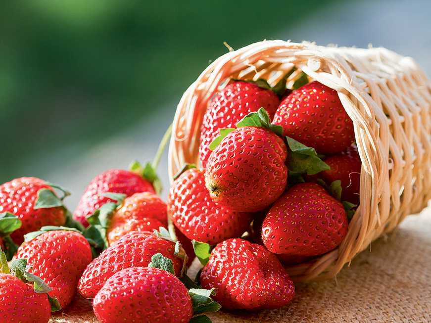 Mazāks risks un mazāk pārsteigumu būs, ja audzēšanai izvēlēsieties stabilas vērtības – šķirnes, kuras Latvijā jau ilgstoši tiek audzētas un ir labi piemērotas mūsu klimatiskajiem
apstākļiem.