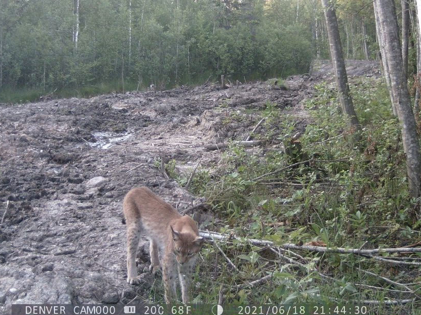 Meža kamera Mazsalacā fiksējusi lūsi.