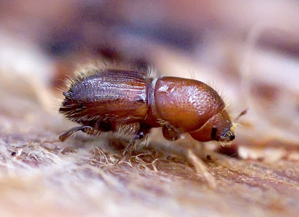 Egļu astoņzobu mizgrauzis uzskatāms par visagresīvāko un bīstamāko egļu audžu kaitēkli visā Eirāzijā, jo tas var invadēt ne tikai novājinātas egles, bet arī pilnīgi veselus kokus. Šobrīd jau 32 Latvijas novados izsludināta ārkārtas situācija, kuras mērķis ir ierobežot egļu astoņzobu mizgrauža izplatību, tomēr Zemkopība ministrija uzskata, ka pašreizējais reaģēšanas mehānisms ir pārāk smagnējs un lēns, to ierosināts mainīt.