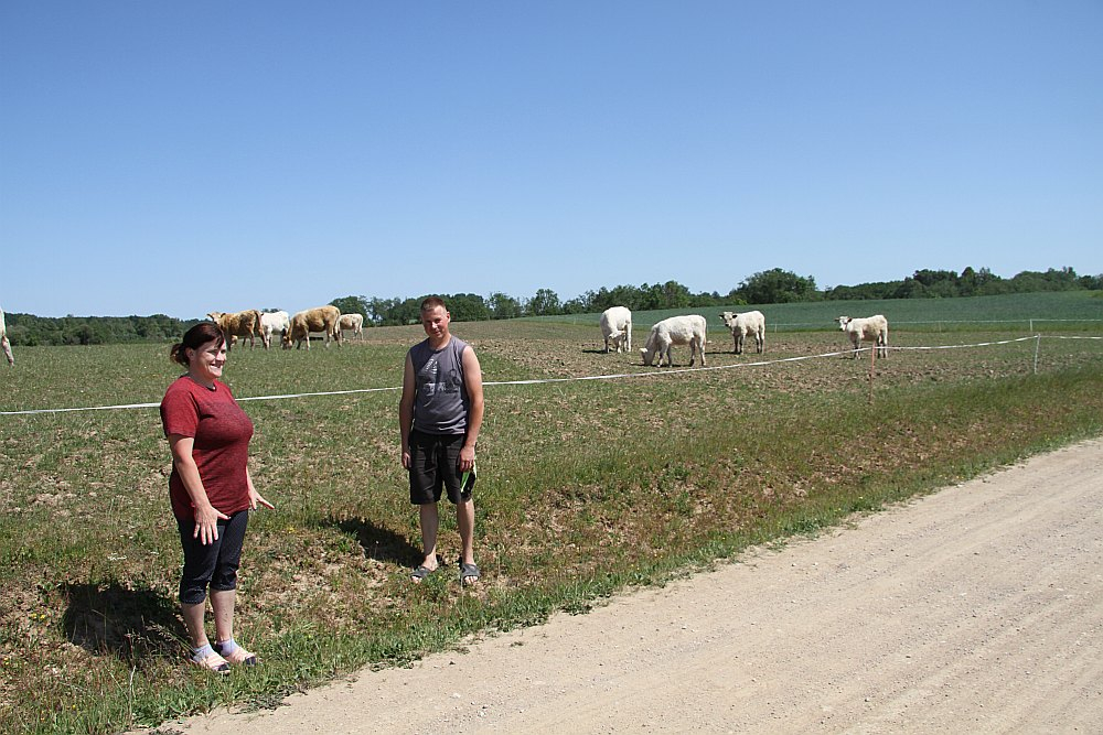 Bunkas pagasta zemnieku saimniecības "Sudrabkalni" saimnieki Evita Valdmane un Jānis Pelcis atzīst – daļa liellopu spiesti ganīties arī noēstās un sausumu nomocītās pļavās, bet situācija nav tik slikta, kā izskatās: ir arī labākas pļavas.