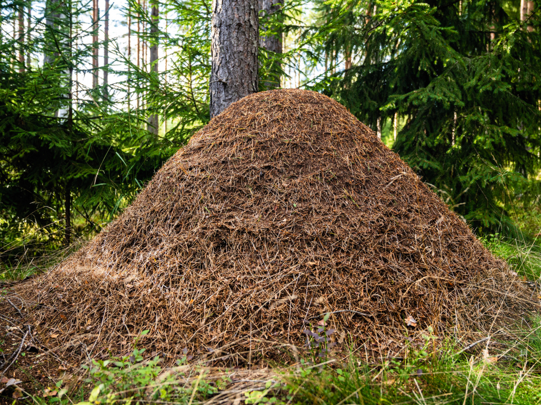 Pret ērcēm un odiem var cīnīties ar skudrām.