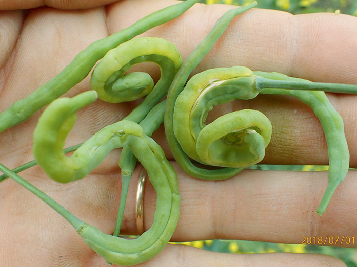 Tripša bojāts rapsis.