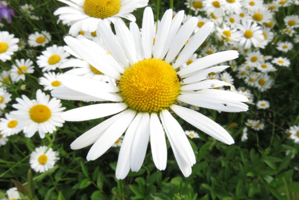 Margrietiņas.