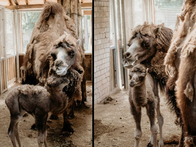 Zooloģiskajā dārzā piedzimis kamieļu mazulis.