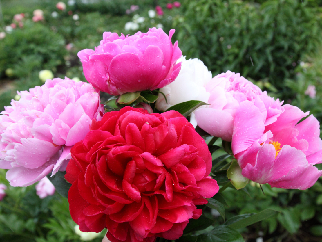 Peonijas.