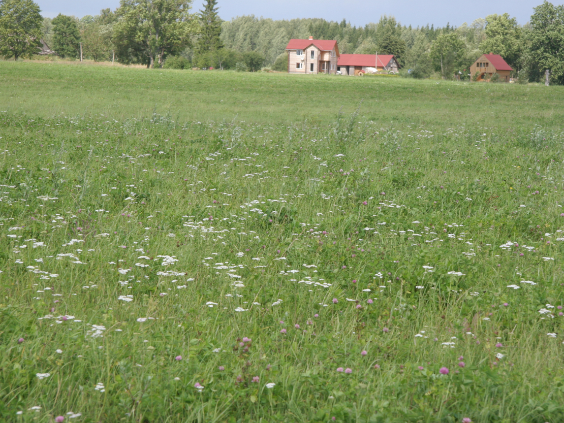 Bioloģiskās pļavas Madonas pusē. 
