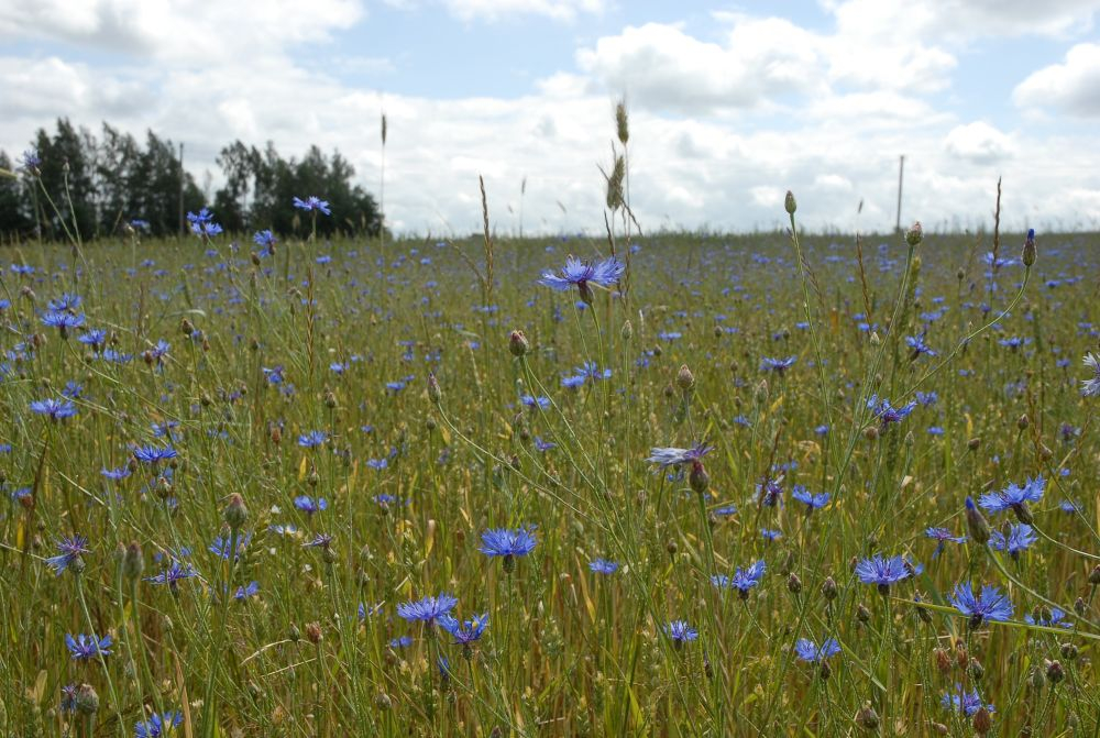 Ilustratīvs attēls.