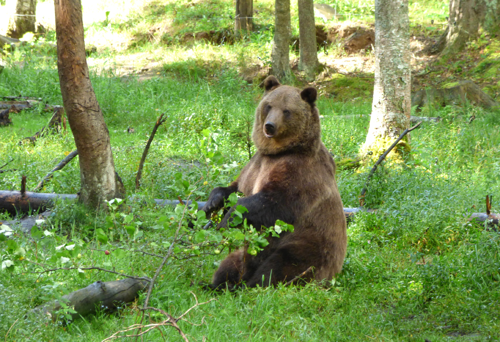 Kāzu laiks sākas meža karalim lācim.