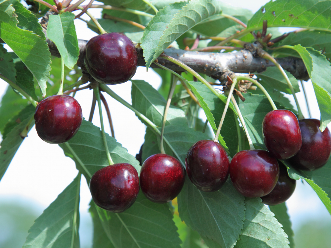 Ķirši Dārzkopības institūta dārzā Dobelē.