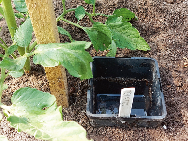 Caur podiņu ūdens nonāks pie tomāta saknes, kamēr augsnes virspuse paliks sausa.