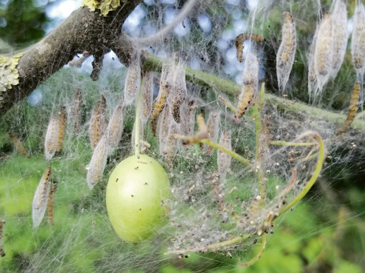 Tinēja apskādēta plūme.