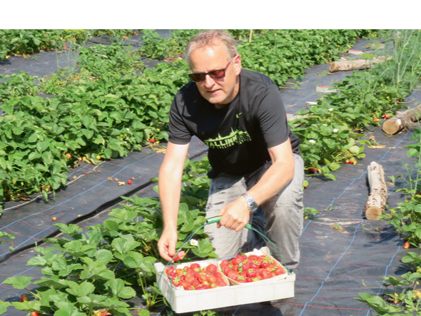 “Jo gatavākas ogas, jo saudzīgāk tās jālasa,” teic Artis Drēziņš.