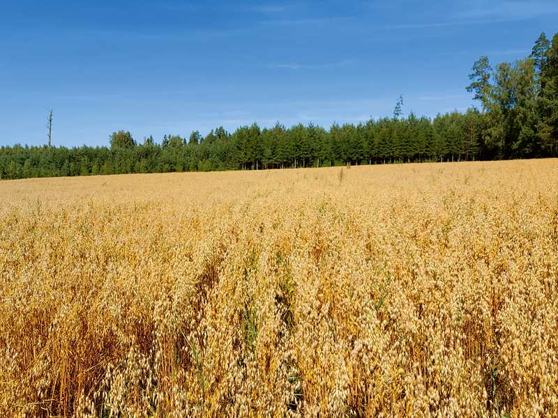 Abu metožu salīdzinājums bioloģisko auzu laukā. Attēlā - pa labi inovatīvā, pa kreisi - tradicionālā metode.
