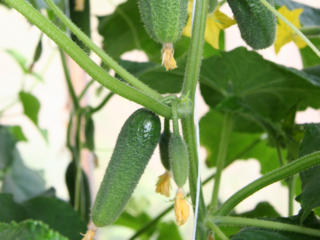 Gurķiem vajadzīga pamatīga piebarošana.