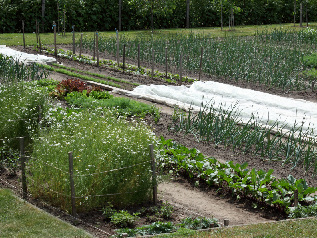 Augu aizsardzības līdzekļus drīkst lietot tikai pret tiem kaitīgajiem organismiem un tiem kultūraugiem, kas norādīti instrukcijās.